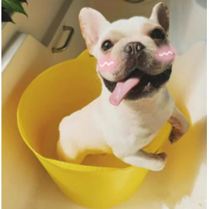 狗狗猫咪洗澡神器泰迪金毛清洁用品宠物洗澡盆猫狗药浴专用泡澡桶