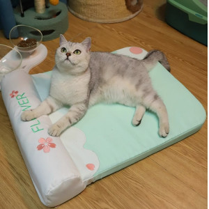 猫垫子睡觉用夏季宠物地垫狗狗睡垫猫窝垫M猫凉席猫咪冰垫夏天