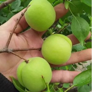 酸脆珍珠李三月华李水果现摘现发