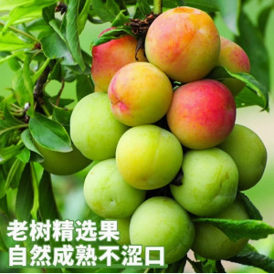 酸脆珍珠李三月华李水果现摘现发