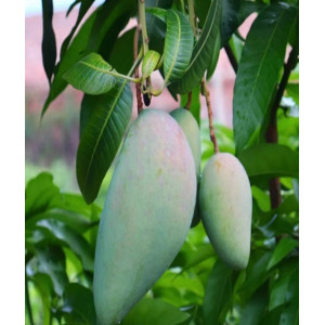 越南大青芒新鲜芒果